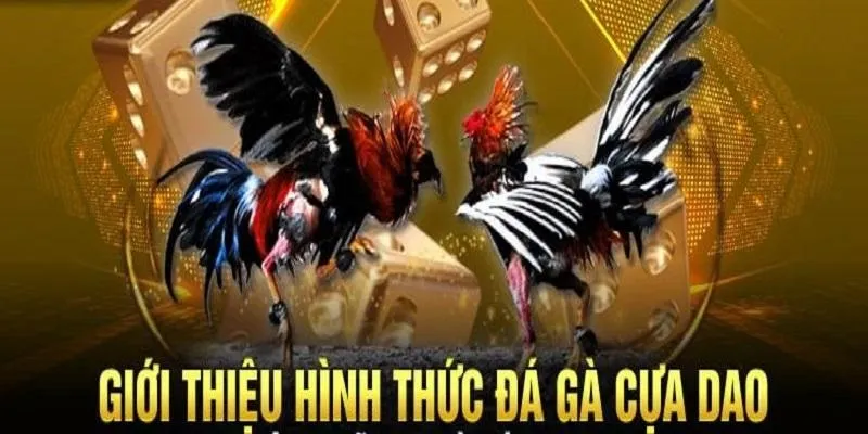 Luật chơi đá gà cơ bản cực kì đơn giản cho tân thủ